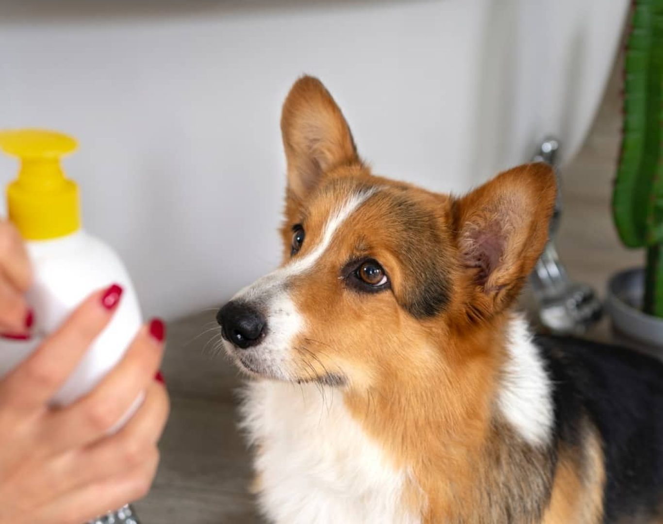 reliable scooper service for dog waste in local parks
