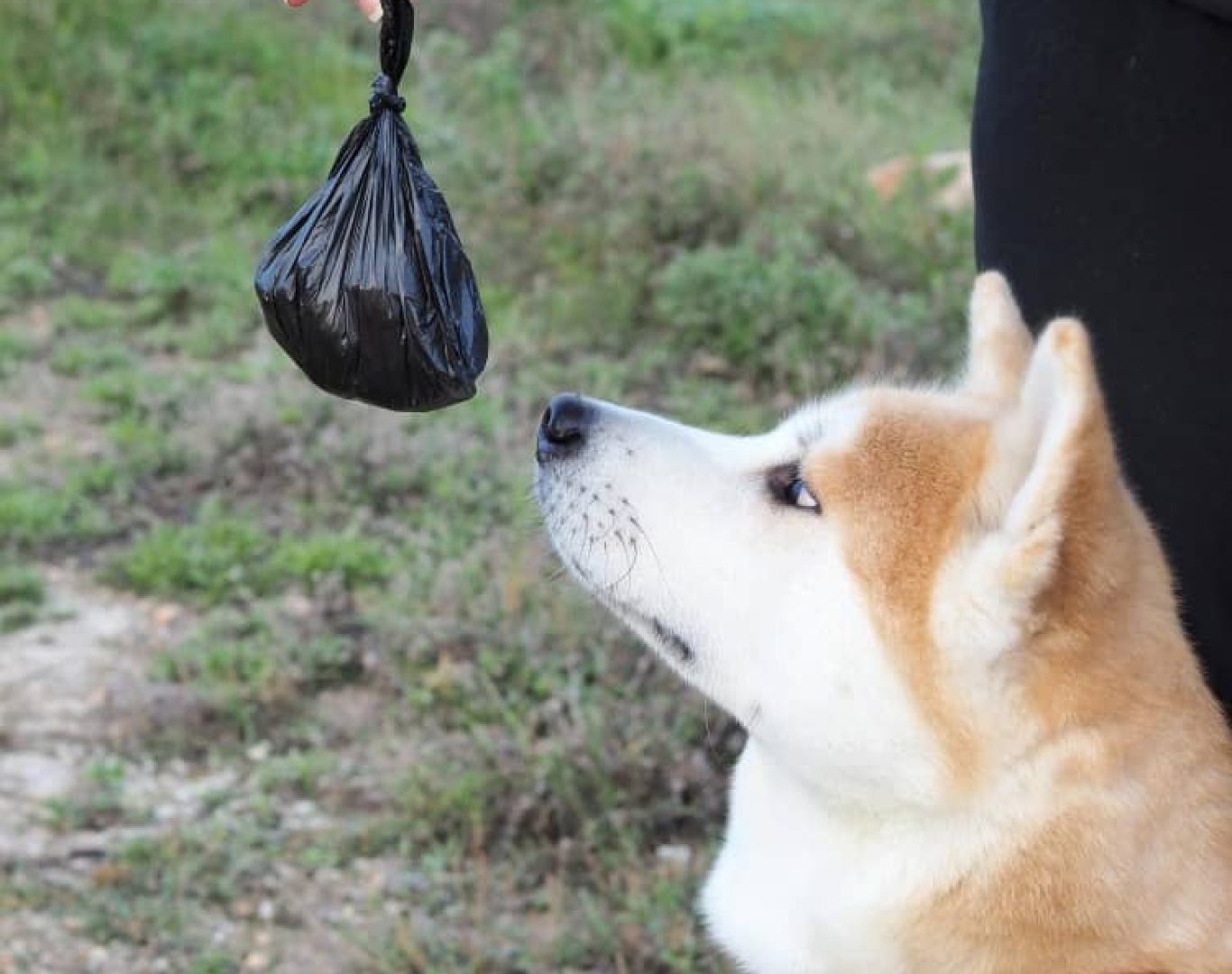 Dog poop scooper cleaning backyard in North Canton OH